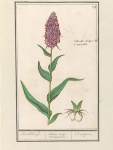 Brede Orchis (Dactylorhiza majalis)