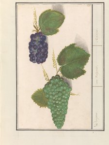 Grape (Vitis vinifera) by Anselmus Boëtius de Boodt