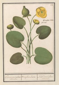 Yellow Water-lily (Nuphar lutea)