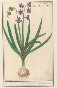 Hyacinth (Hyacinthus orientalis)