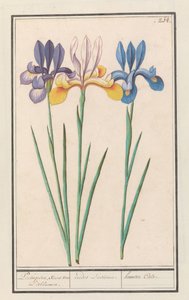 Iris (Iris sibirica) by Anselmus Boëtius de Boodt