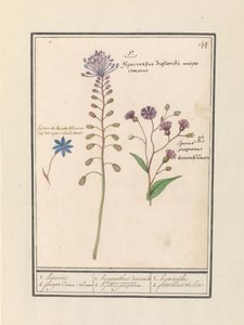 Tassel Hyacinth (Muscari comosum) and Cornflower (Centaurea)