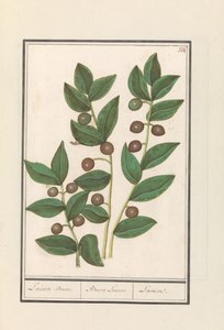 Olive (Olea europaea) / Laurel Tree / Bacca Laurus / Laurel by Anselmus Boëtius de Boodt