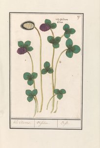 Red Clover (Trifolium pratense) by Anselmus Boëtius de Boodt