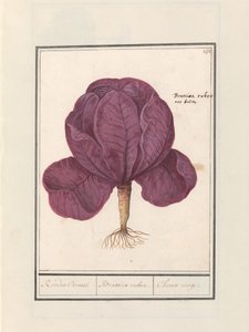 Red Cabbage (Brassica oleracea convar. capitata var. rubra) by Anselmus Boëtius de Boodt
