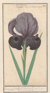 Mourning Iris (Iris susiana) by Anselmus Boëtius de Boodt