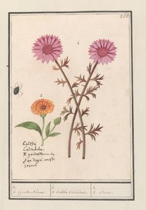 Pink Flower (unknown) and Marigold (Calendula officinalis)