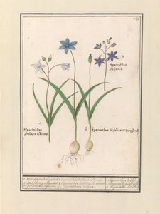 Star Hyacinth (Scilla)