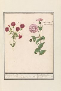 Two Carnations (Dianthus)