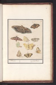 Moths and Butterflies