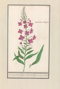 Willowherb (Chamerion angustifolium)