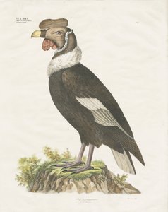 Andean Condor by Anstalt Arnz & Co.