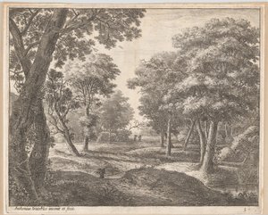 A Path Through the Woods