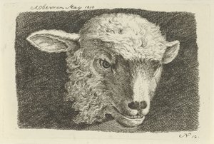 Head of a Lamb (series title: Studies of Cows, Sheep, and Goats)
