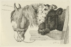 Horse Head and Bull Head Studies of Cows, Sheep, and Goats (series title) by Anthony Oberman