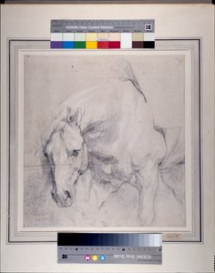 Head and Forequarters of a gray horse