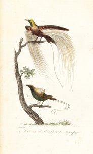 Greater bird-of-paradise and magnificent bird-of-paradise
