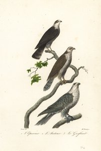 Sparrowhawk, goshawk and gyrfalcon