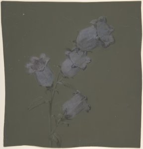 Spray of Canterbury Bells by Antoine Berjon