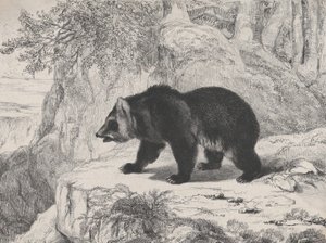 Mississippi Bear