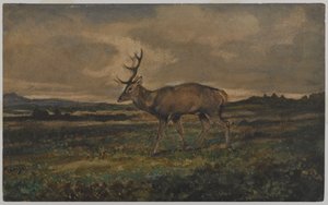 Stag Walking