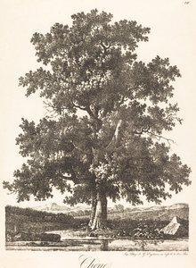 Oak Tree