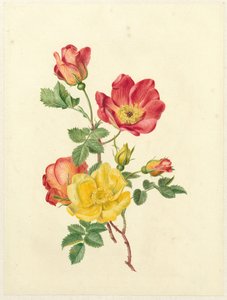 Branch of Wild Roses by Antoinette Luden