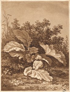A Study of Leaves by Anton Balzer