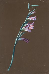 Lily