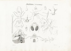 Insect Anatomy by Anton Wachsmann