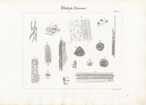 Plant Anatomy