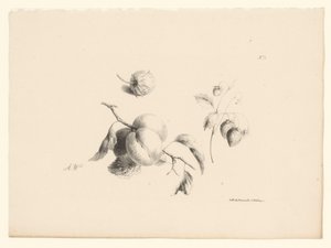 Apricots and Strawberries (Flowers and Fruits) by Anton Weiss