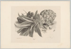 Pineapple and Grapes by Anton Weiss