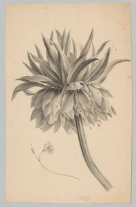 Flower on Stem (Flower and Fruit Studies, 3rd Issue)