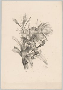 Various Flowers (series title) by Anton Weiss