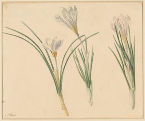 Three Studies of Crocuses