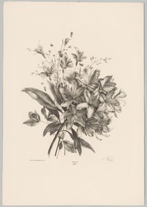 Lilies (Flower and Fruit Studies, 10th installment) by Anton Weiss