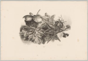 Passionflowers and Leaves by Anton Weiss