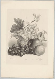 Red and White Grapes and Apples (Flower and Fruit Studies) (10th installment) (series title) by Anton Weiss