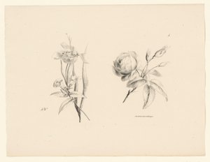 Rose and Other Flowers by Anton Weiss