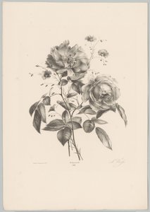 Rose and Carnation-like Flower (Flower and Fruit Studies, 10th Issue) by Anton Weiss