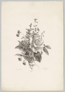 Roses, Carnations, and Fuchsia (Flower and Fruit Studies, 10th Issue) by Anton Weiss
