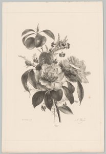 Roses and Other Flowers (Flower and Fruit Studies, 10th installment) by Anton Weiss