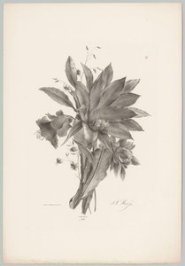 Star- and Bell-shaped Flowers