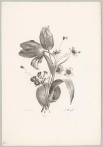 Tulips and Daisies (Flower and Fruit Studies, 10th installment) by Anton Weiss