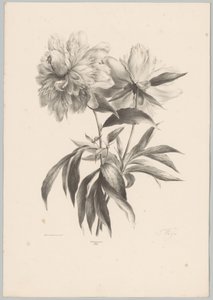 Two Flowers by Anton Weiss