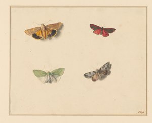 Four Butterflies