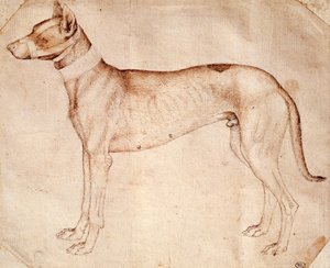 Study of hunt dog by Antonio Pisanello