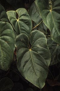 Anthurium Andraeanum V
