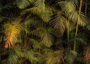 Palm Tree IV, 2024
